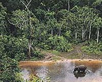 African Forests Out Of Balance