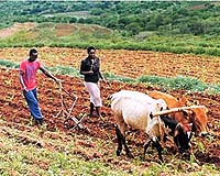 Analysis: Can agriculture save Africa