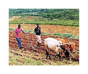 Africa land grabs 'could cause conflicts'