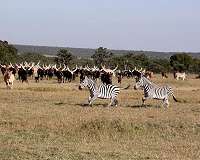 Study finds potential benefits of wildlife-livestock coexistence in East Africa