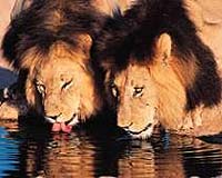 Instances Of Mass Die-Offs In Wild Lions Precipitated By Extreme Climate Change