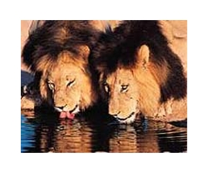 S.African court to rule on banned Zuma lion advert