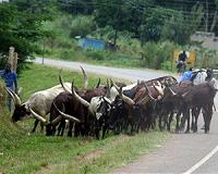 Over 160 killed in Madagascar cattle theft clashes: army