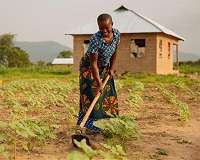 Climate extremes 'key driver' behind rising global hunger: UN