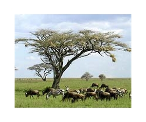 Highway plan would destroy Serengeti: biologists