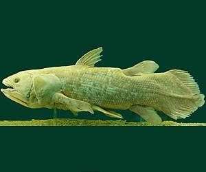 Coelacanth genome surfaces
