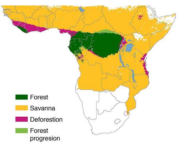 Sierra Leone rangers fight uphill battle against deforestation