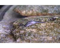 Robot helps study how first land animals moved 360 million years ago