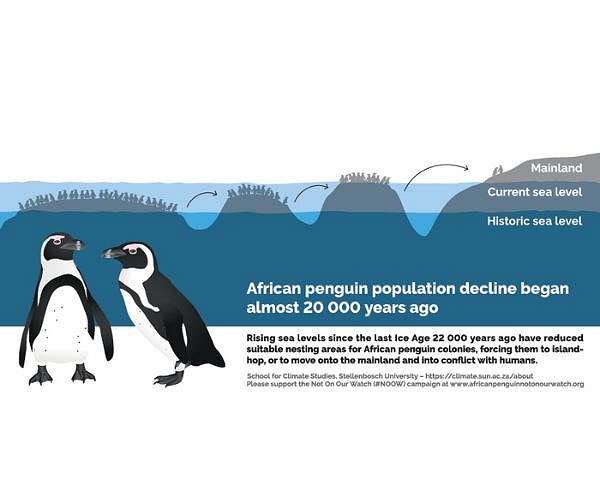 African penguins: climate refugees from a distant past?