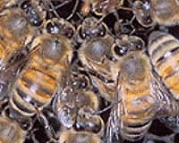 Aggressive African bees dominating in Fa.
