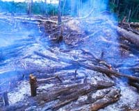 Agricultural Methods Of Early Civilizations May Have Altered Global Climate