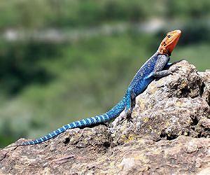 Leaping lizards tip tails for soft landing