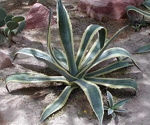 Agave Has Tremendous Potential As New Bioenergy Feedstock