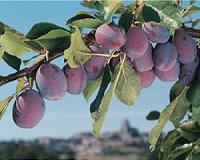 Plumping up shrivelled market for France's famed prunes