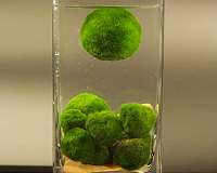 Mystery solved as to why algae balls float and sink