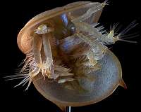 Celebrity fossil reveals all for science