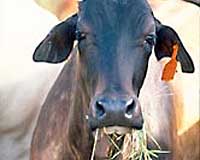 Horizons '08 - Agriculture's Future: Value Or Volume