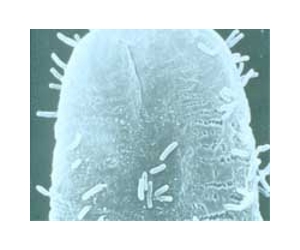 Soil Microbes Define Dangerous Rates Of Climate Change