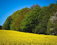 Speed breeding breakthrough to boost crop research