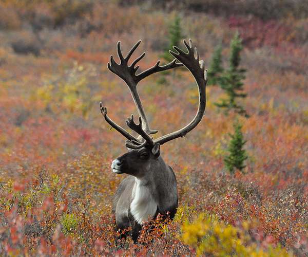 Earlier and earlier high-Arctic spring replaced by extreme year-to-year variation