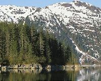 Salmon graveyard gives rise to forest in Alaska