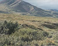 Native Americans lived in Bering Strait for millennia: study