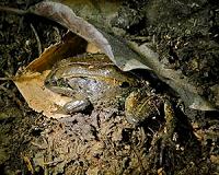 Alaska frogs reach record lows in extreme temperature survival