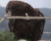 Albania losing its eagle to rampant poaching
