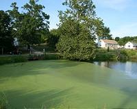 Algae from clogged waterways could serve as biofuels and fertilizer