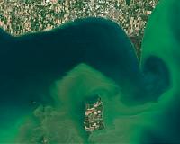 Giant algal bloom explains the White Cliffs of Dover