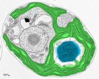 How algae could save plants from themselves