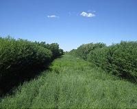 Agroforestry helps farmers branch out