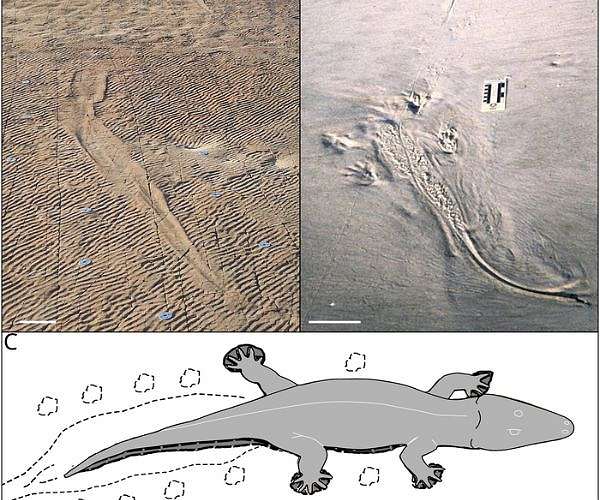 Ancient giant amphibians swam like crocodiles 250 million years ago