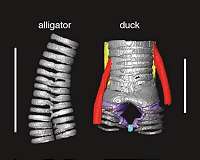 Birds reinvent voice box in novel evolutionary twist