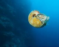 Rare nautilus sighted for the first time in 3 decades