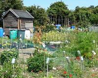 Poland's love affair with allotments