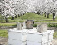 Lockdown gives Albanian beekeepers a 'golden year'