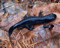 Amphibians being wiped out by emerging viruses
