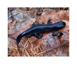 Researchers turn to museums to track down clues in mysterious amphibian declines