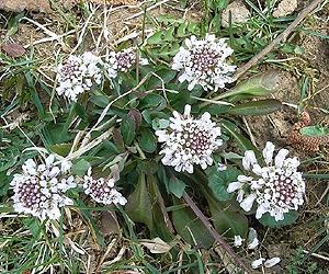 Wildflower Armors Itself Against Disease
