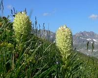 Why plants don't get sunburn