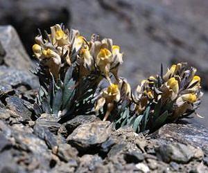 Accelerating climate change exerts strong pressure on Europe's mountain flora
