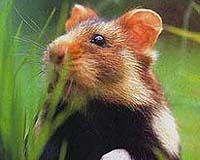 French biologists sound alarm over imperilled species
