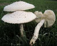 Mushroom enzymes help scientists make other organisms glow in the dark