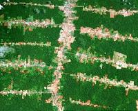 Indigenous groups warn Paris accord imperiled by deforestation