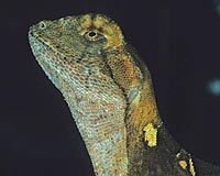 Tropical Lizards Can't Take The Heat Of Climate Warming
