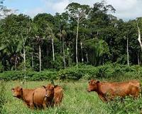 More for less in pastures