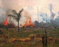 Greenpeace gives Lula fireman outfit to fight Amazon blazes