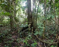 Smithsonian scientists say vines strangle carbon storage in tropical forests