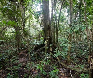 Debunking Myths About Amazon Rainforests